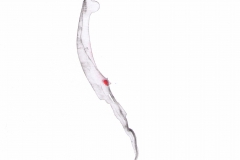 Markus Holzinger small format paintings